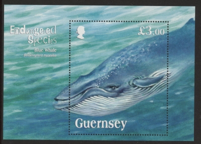 2011 Guernsey MS.1368 Blue Whale Mini Sheet U/M (MNH) 2011 Guernsey MS.1368 Blue Whale Mini Sheet U/M (MNH)