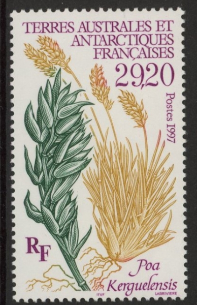 1997 French Antarctic SG.373 Poa Kerguelensis. 1 value. U/M (MNH) 1997 French Antarctic SG.373 Poa Kerguelensis. 1 value. U/M (MNH)
