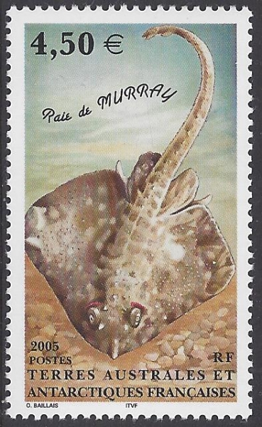 2005 French Antarctic SG.539 Murray's skate. 1 value. U/M (MNH) 2005 French Antarctic SG.539 Murray's skate. 1 value. U/M (MNH)