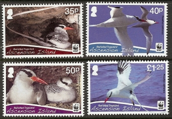 Ascension 2011 Red-billed Tropicbird Ascension 2011 Red-billed Tropicbird