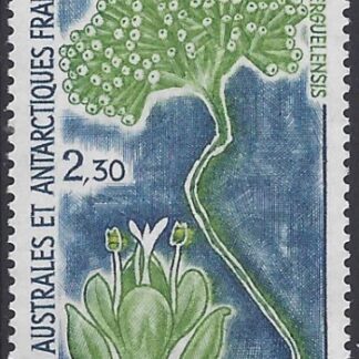 1993 French Antarctic. SG.309   Lyallia Kerguelensis.   U/M (MNH)