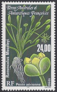 1998 French Antarctic. SG.389 Ranunculus Moseleyi. U/M (MNH)