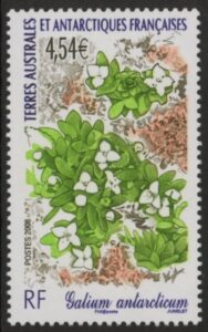 2008 French Antarctic. SG.607  Galium antarcticum   U/M (MNH)